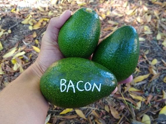 BACON Avocado Nice Fruit Tree