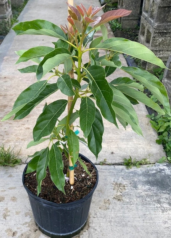 BACON Avocado Nice Fruit Tree