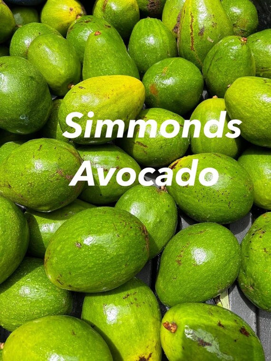 SIMMONDS Avocado Tree