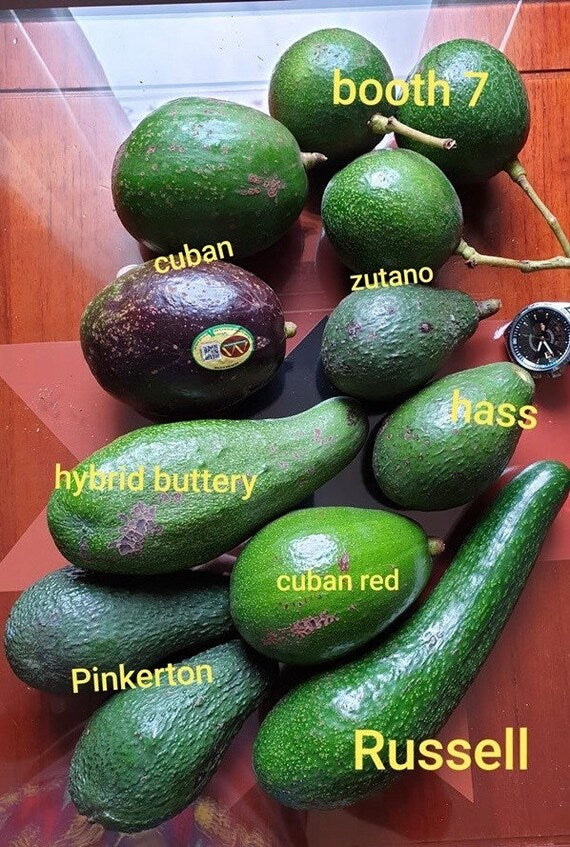 HASS Avocado Tree