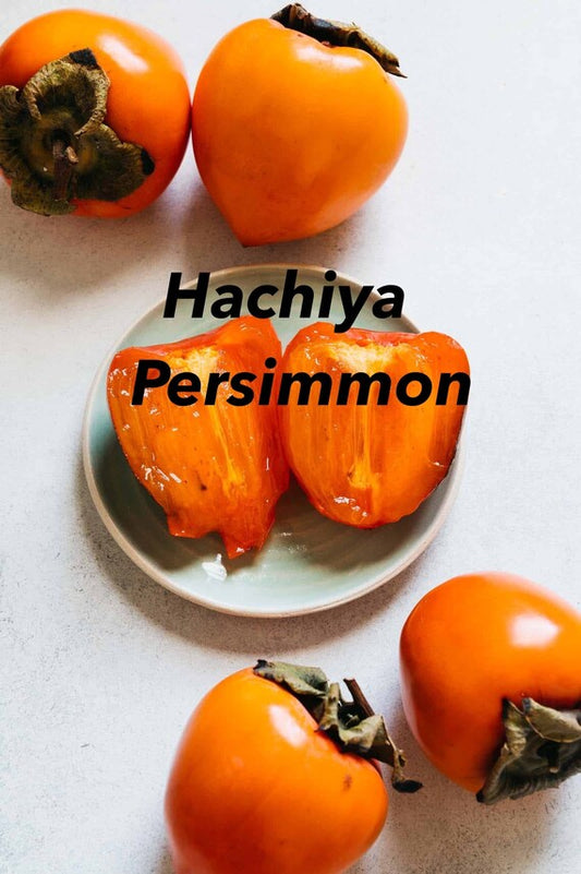 HACHIYA PERSIMMON