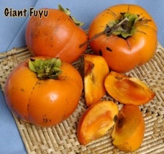 GIANT FUYU PERSIMMON