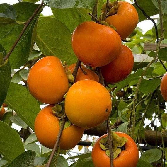 GIANT FUYU PERSIMMON