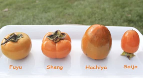 HACHIYA PERSIMMON