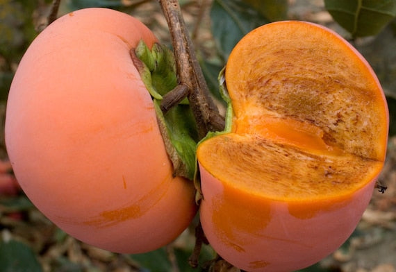 COFFEE CAKE PERSIMMON