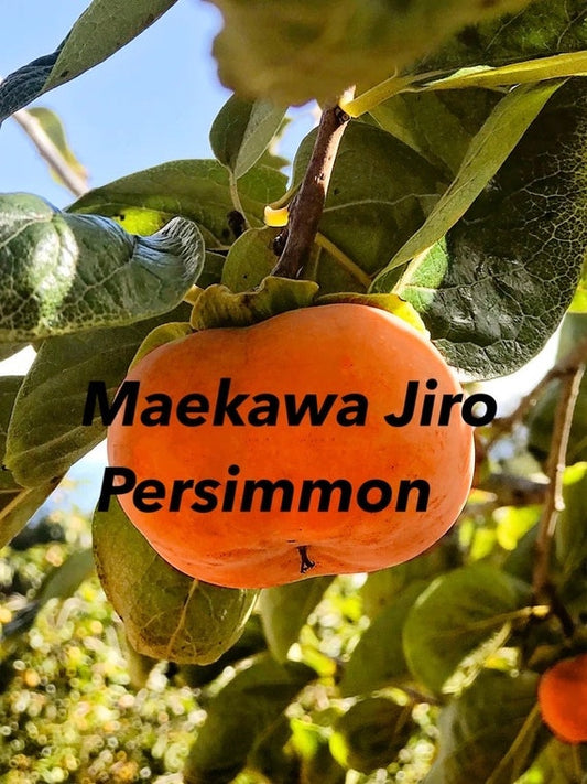 Dwarf MAEKAWA JIRO Persimmon