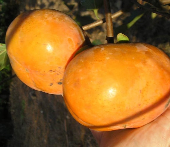 Dwarf MAEKAWA JIRO Persimmon