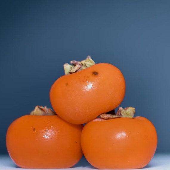 Dwarf MAEKAWA JIRO Persimmon