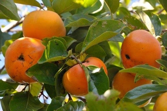 Dwarf MAEKAWA JIRO Persimmon