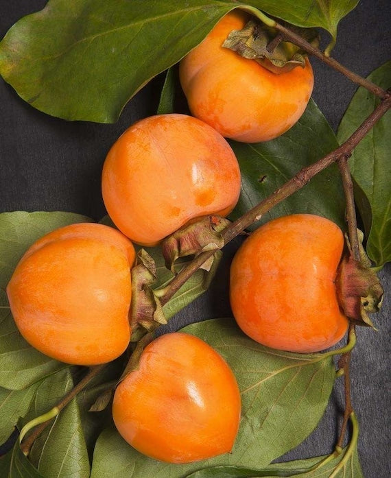 NIKITA’S GIFT Hybrid Persimmon Tree