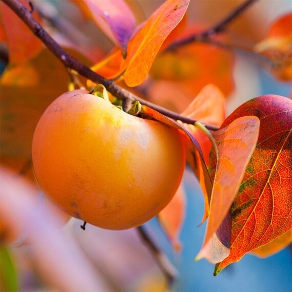 NIKITA’S GIFT Hybrid Persimmon Tree