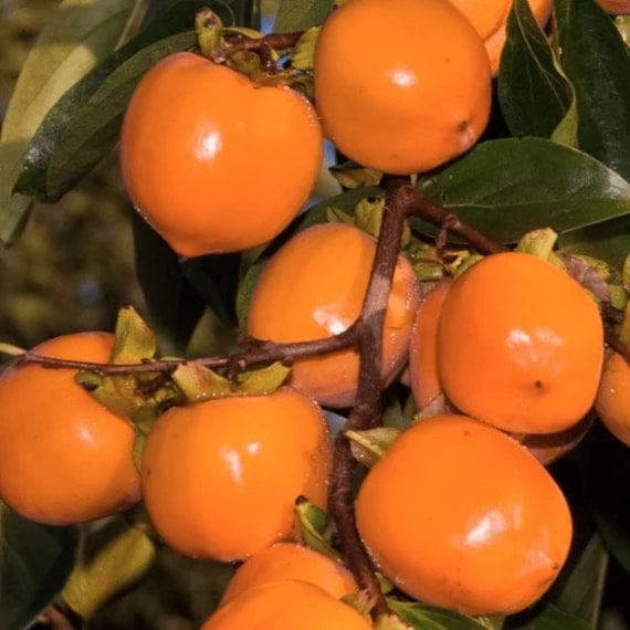 TANENASHI PERSIMMON