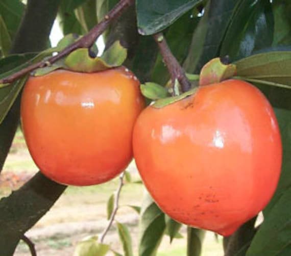 TANENASHI PERSIMMON