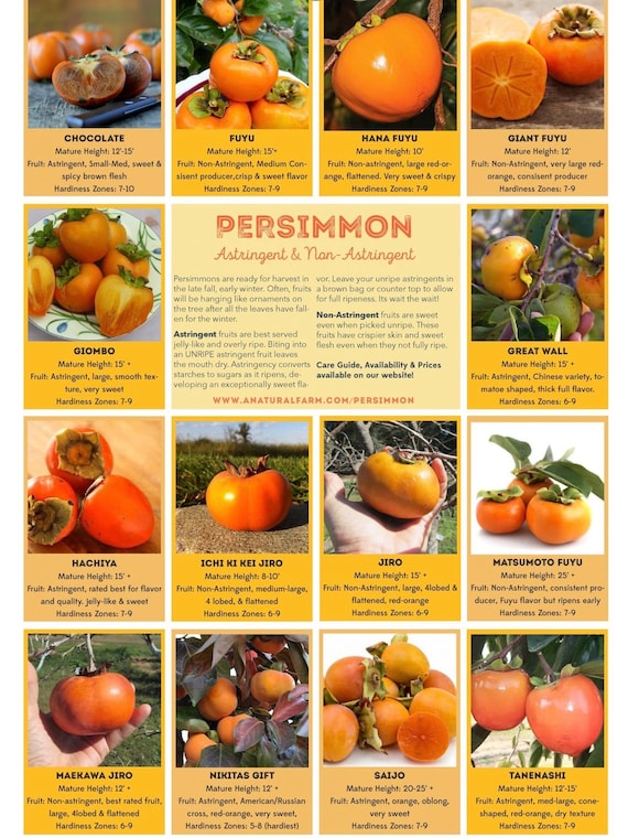 HACHIYA PERSIMMON