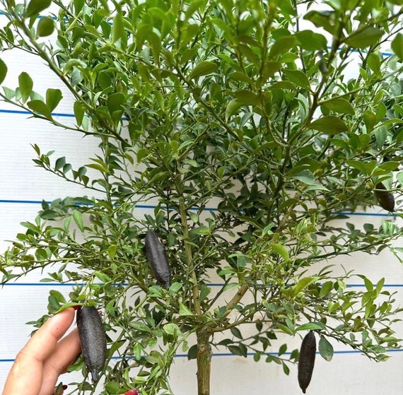 RED FINGER Lime 3-4ft Grafted Tree / Caviar Citrus/ Chanh ngón tay Hồng