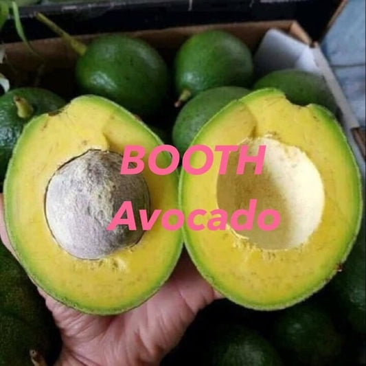 BOOTH 7 Avocado