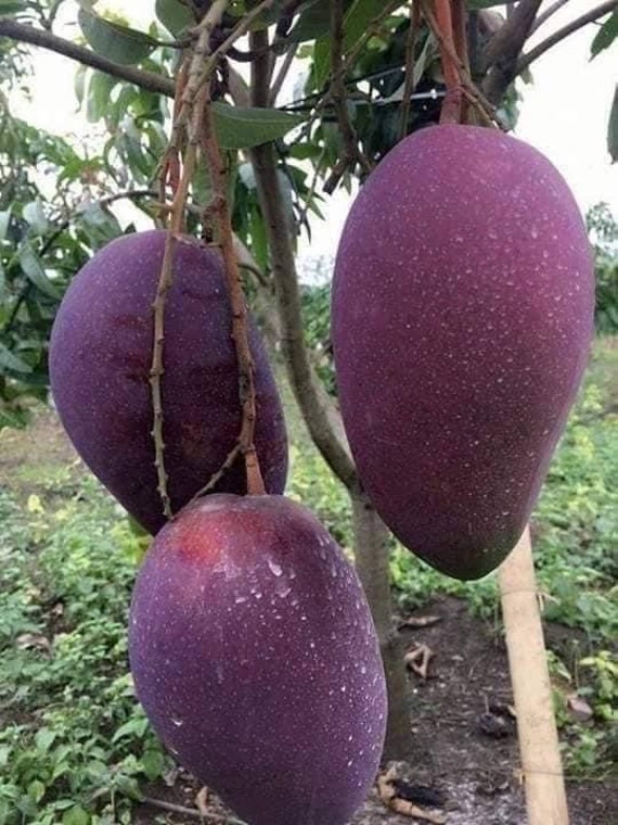 THAI PURPLE MANGO Nam-Dok-Mai Si Mueng Tree