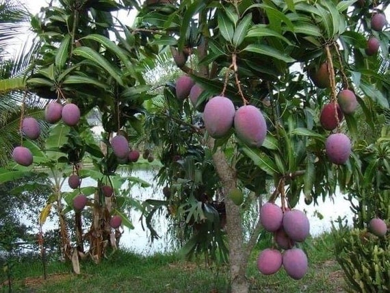 THAI PURPLE MANGO Nam-Dok-Mai Si Mueng Tree