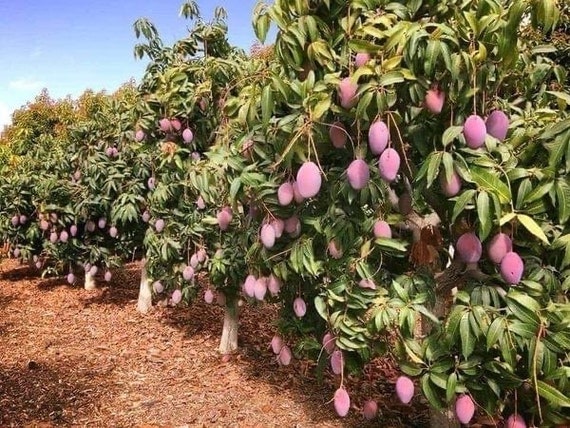 THAI PURPLE MANGO Nam-Dok-Mai Si Mueng Tree