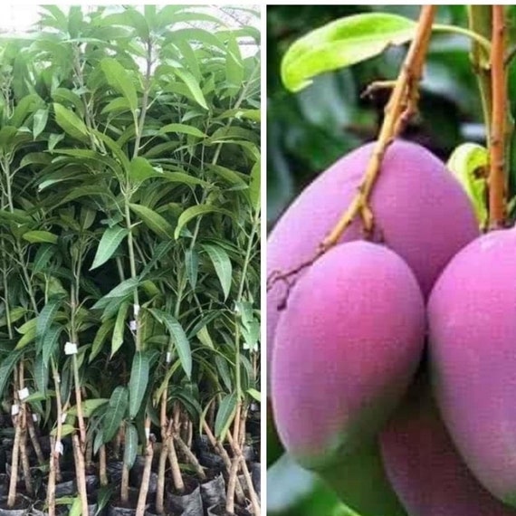 THAI PURPLE MANGO Nam-Dok-Mai Si Mueng Tree