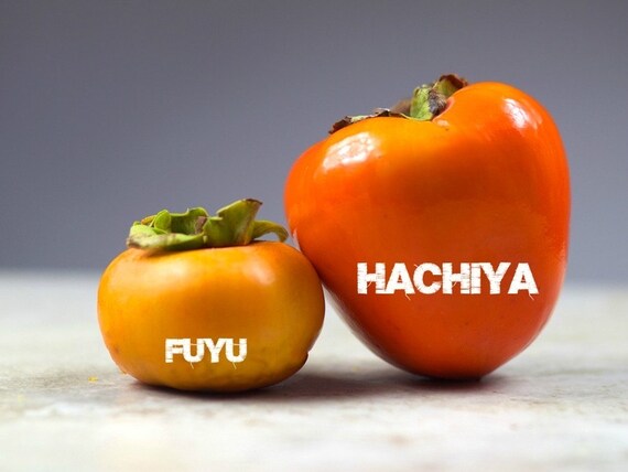 HACHIYA PERSIMMON