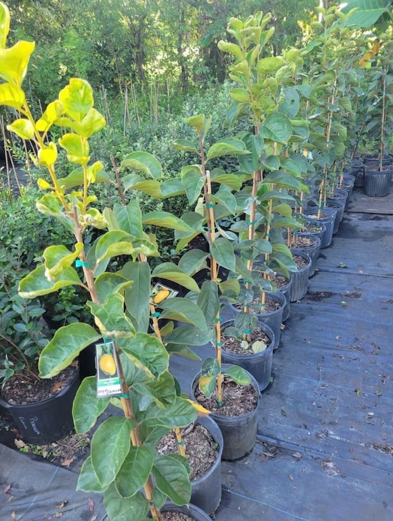 JAPANESE FUYU PERSIMMON/ Fuyugaki Persimmon