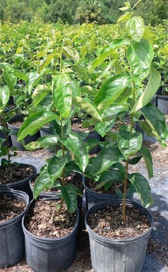 GIANT FUYU PERSIMMON