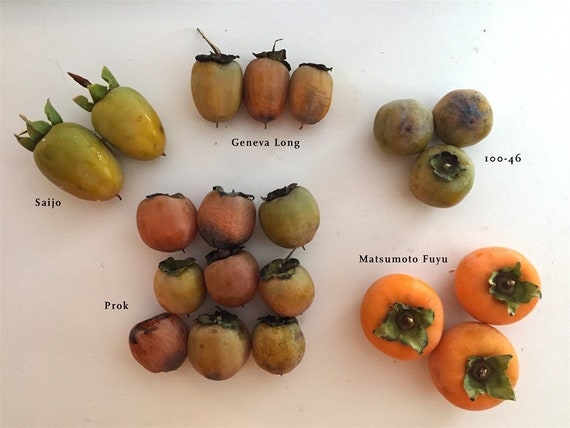 GIANT FUYU PERSIMMON