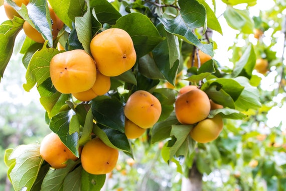 GIANT FUYU PERSIMMON