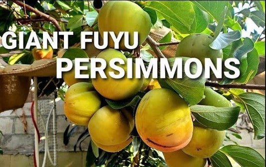 GIANT FUYU PERSIMMON