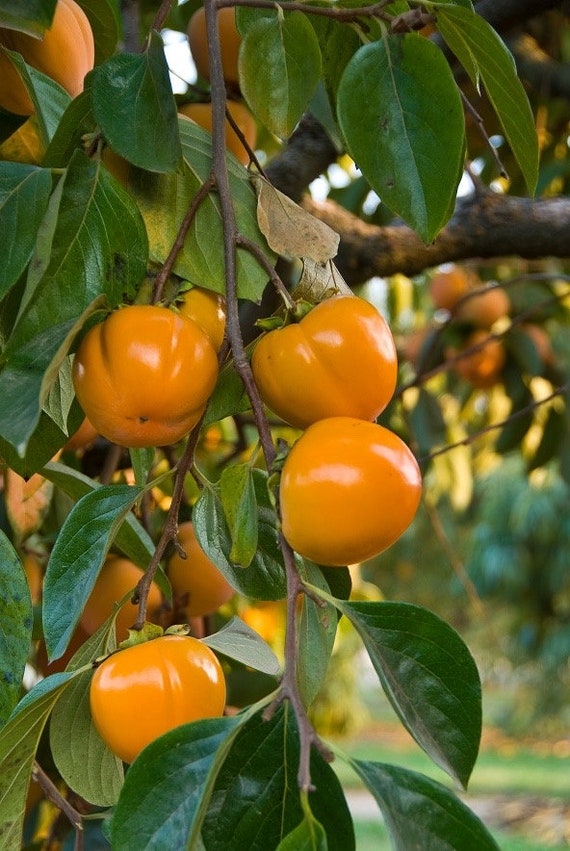 GIANT FUYU PERSIMMON