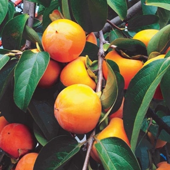 Dwarf MAEKAWA JIRO Persimmon