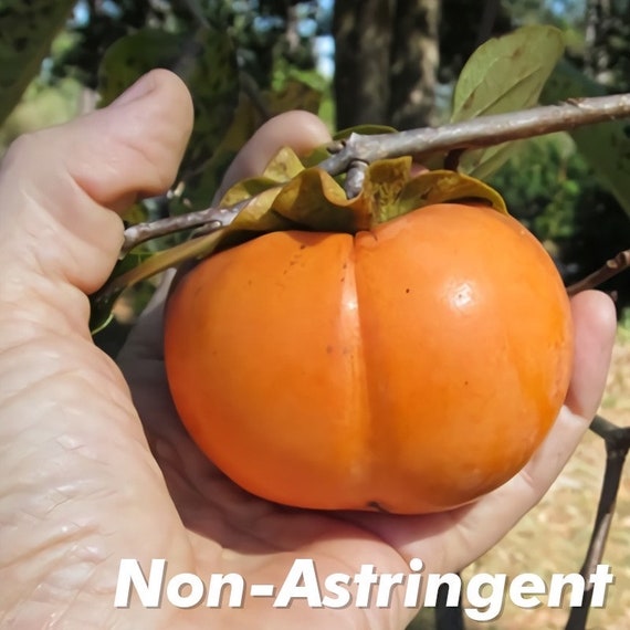 Dwarf ICHI KIKEI JIRO Persimmon