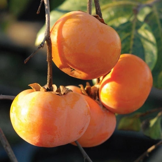 Dwarf ICHI KIKEI JIRO Persimmon