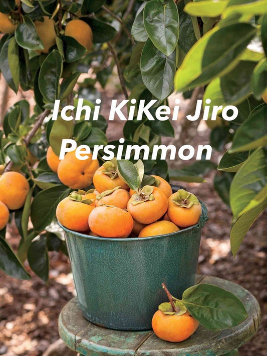 Dwarf ICHI KIKEI JIRO Persimmon