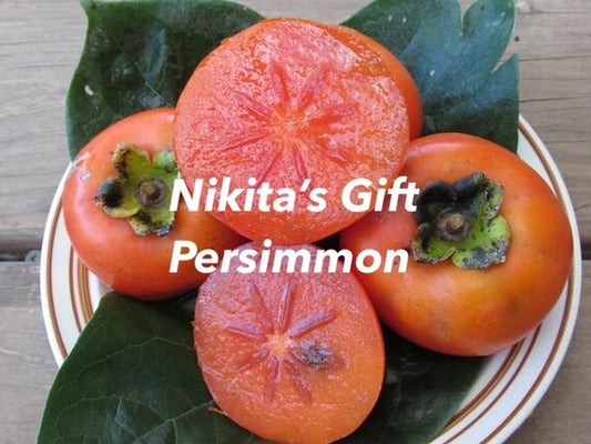 NIKITA’S GIFT Hybrid Persimmon Tree
