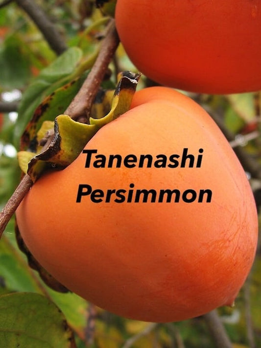 TANENASHI PERSIMMON