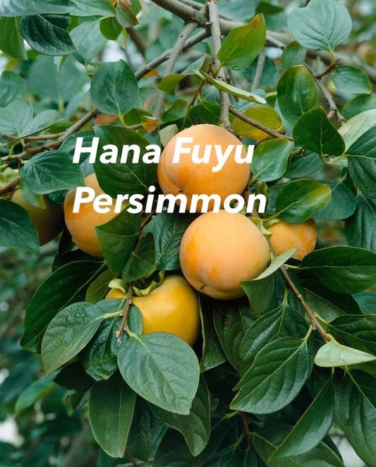 HANA FUYU PERSIMMON