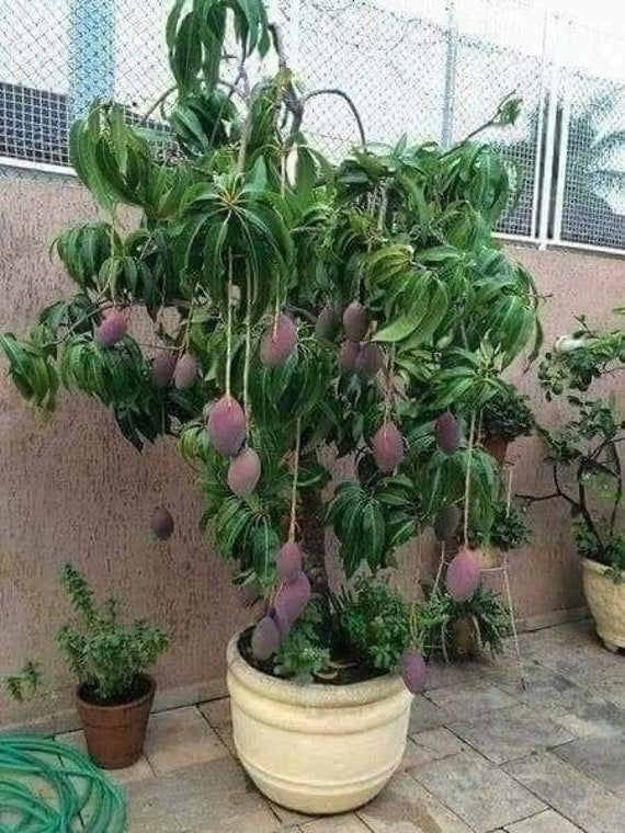 THAI PURPLE MANGO Nam-Dok-Mai Si Mueng Tree