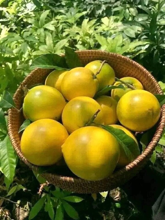 ABIU TREE/ Yellow Caimito Milk Fruit/ Pouteria caimito/ Vu Sua Hoang Kim