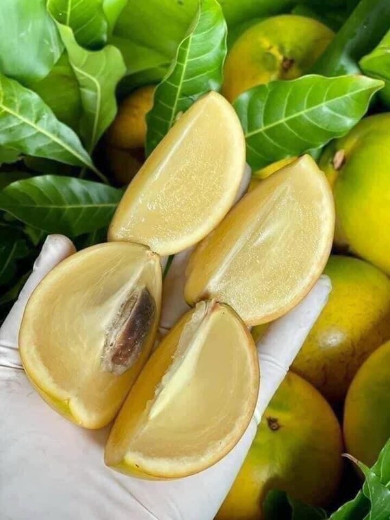 ABIU TREE/ Yellow Caimito Milk Fruit/ Pouteria caimito/ Vu Sua Hoang Kim