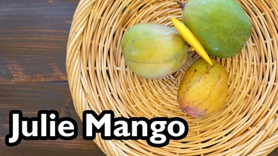 JULIE Mango Tree