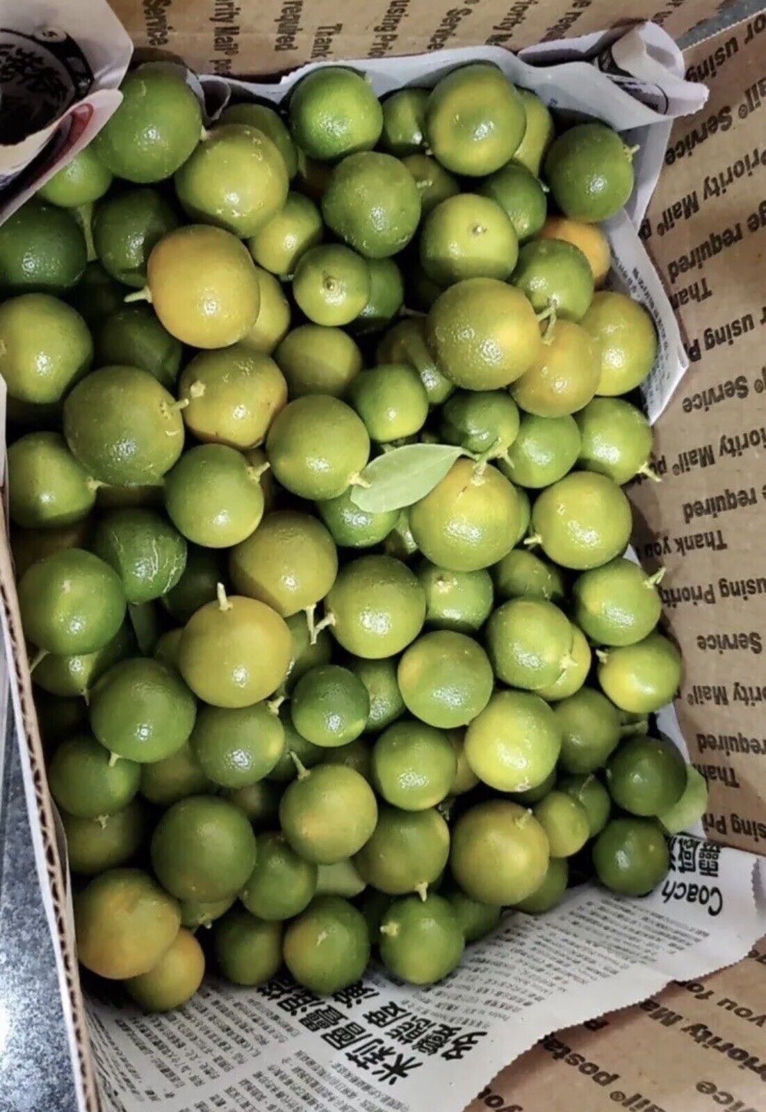 10Lbs Fresh Phillipines CALAMANSI/ CALAMONDIN/ Vietnamese Sour Kumquat Tắc chua