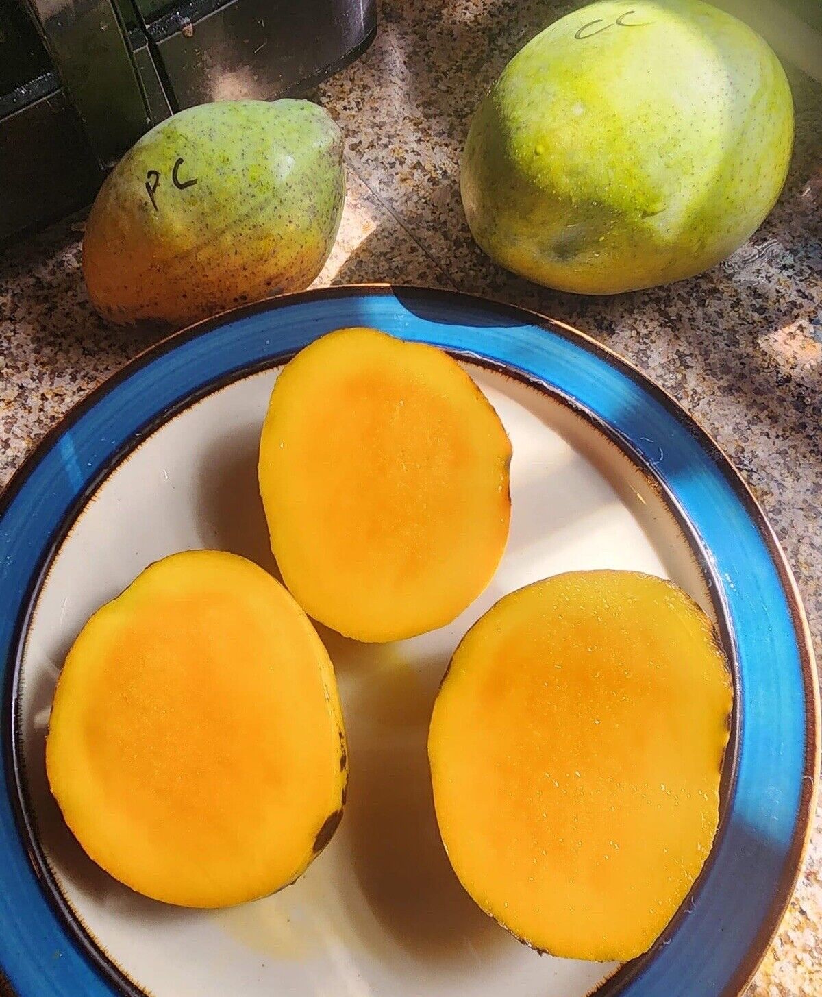 PINA COLADA Dwarf Mango Tree