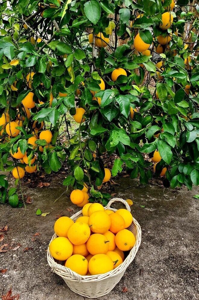 MEYER LEMON Tree