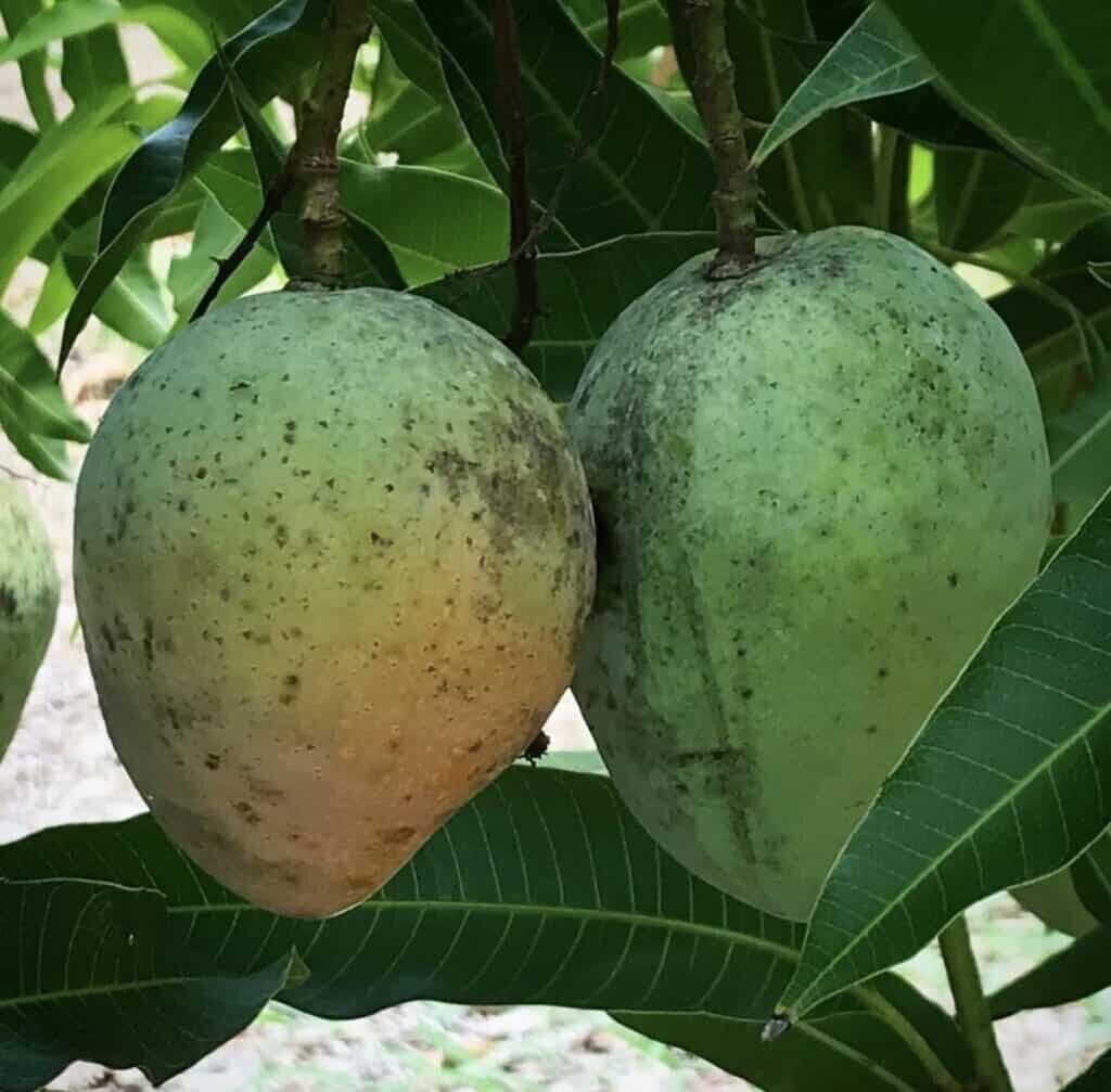 PINA COLADA Dwarf Mango Tree