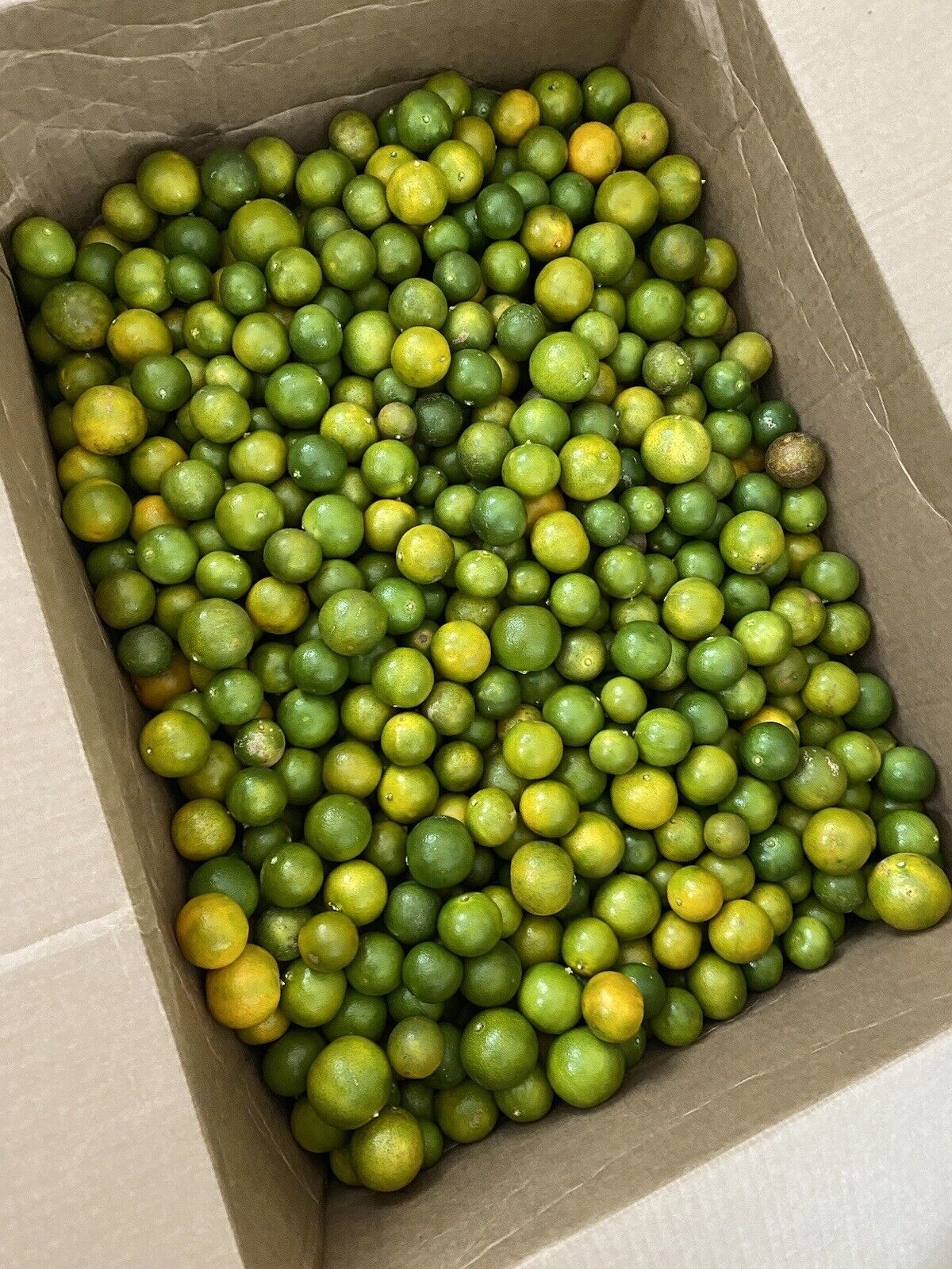 10Lbs Fresh Phillipines CALAMANSI/ CALAMONDIN/ Vietnamese Sour Kumquat Tắc chua