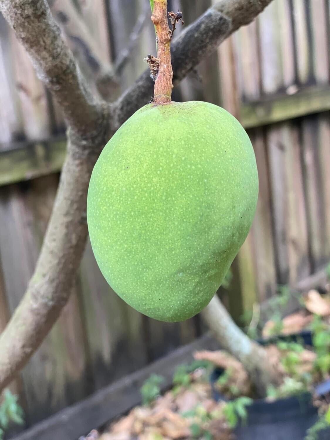 PINA COLADA Dwarf Mango Tree