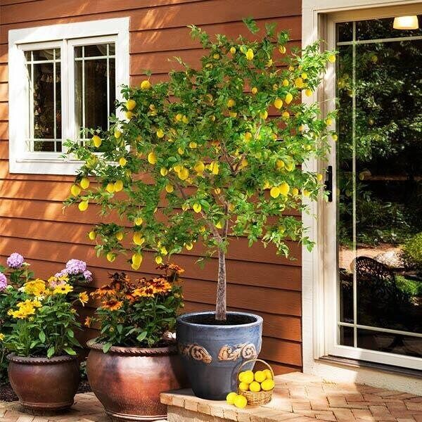 MEYER LEMON Tree