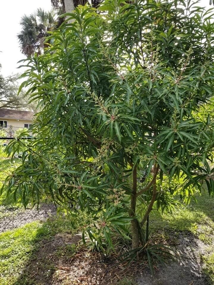 PINA COLADA Dwarf Mango Tree